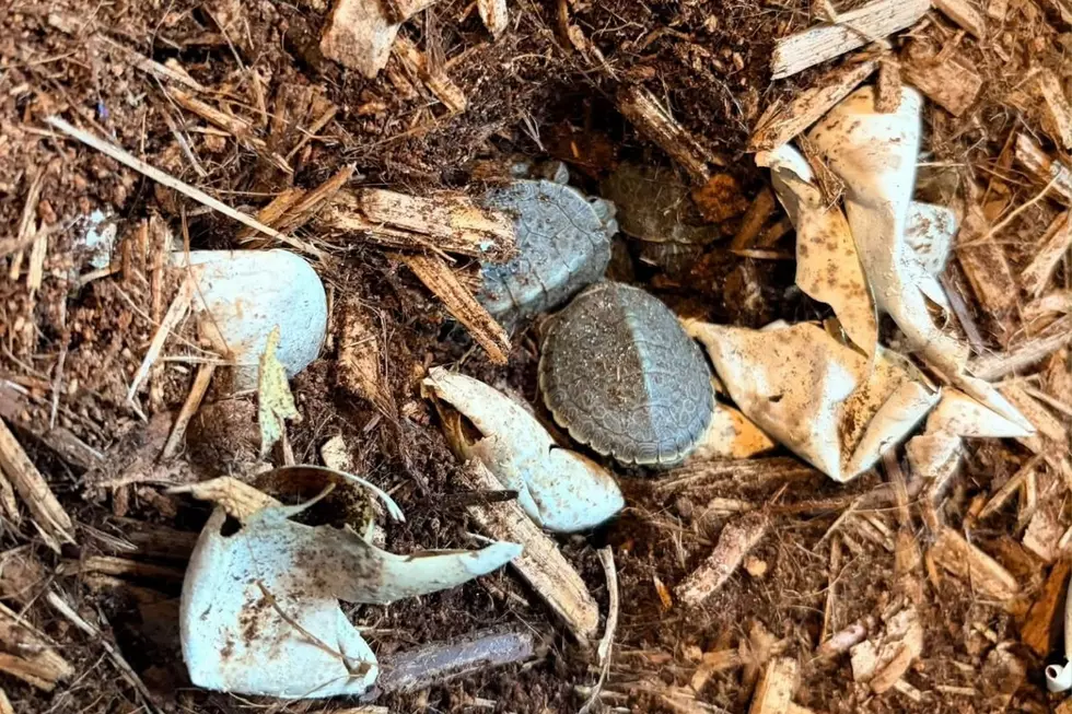 Thanks to a NJ wildlife refuge, 11 baby turtles get a second chance at life after their mother died from injuries sustained when she was hit by a car (Woodlands Wildlife Refuge via Facebook)