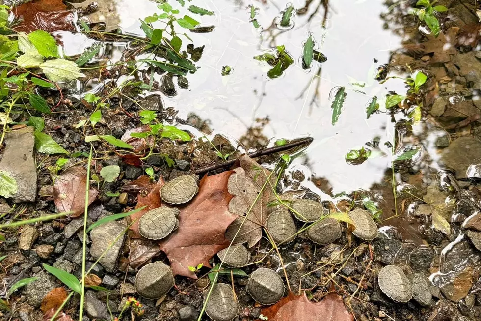 Thanks to a NJ wildlife refuge, 11 baby turtles get a second chance at life after their mother died from injuries sustained when she was hit by a car (Woodlands Wildlife Refuge via Facebook)