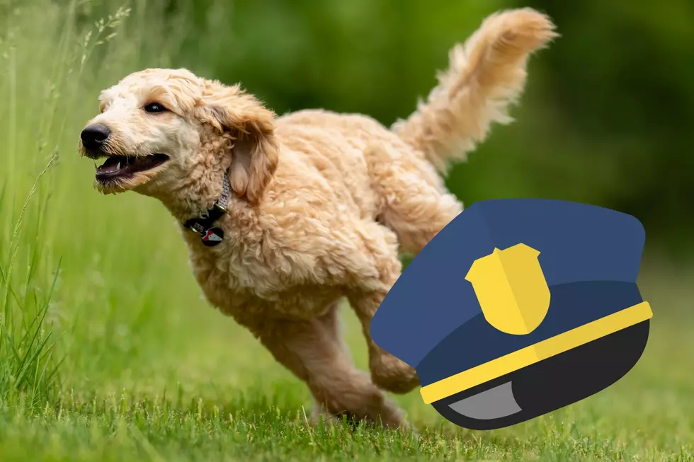 This Brick, NJ Patrolman went above and beyond for a runaway dog