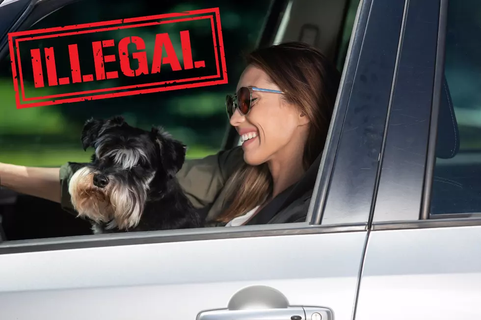 Illegal in NJ to drive with a dog on your lap or just stupid?