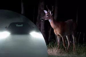 Why I don’t use high beams when approaching deer on NJ roads (opinion)