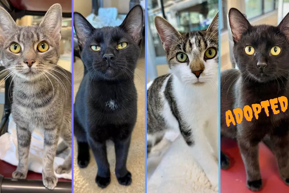 Mesh tunnel rescue cats from Asbury Park are ready for adoption