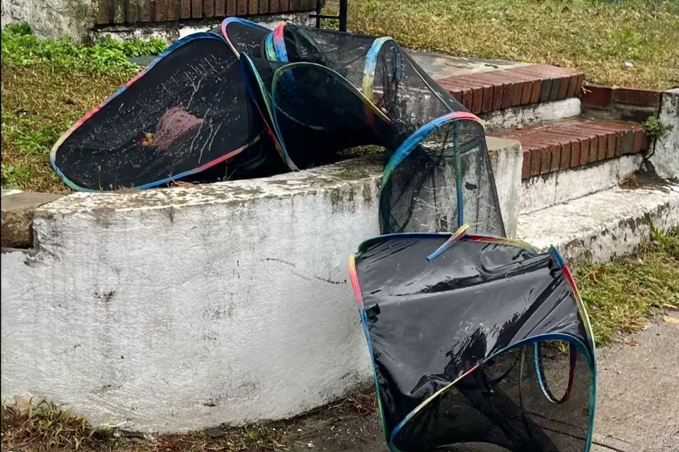 Four cats left in a mesh tunnel in pouring rain in NJ — now charges are coming