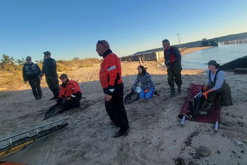 Heartbreak at Sandy Hook as three rescued dolphins are euthanized