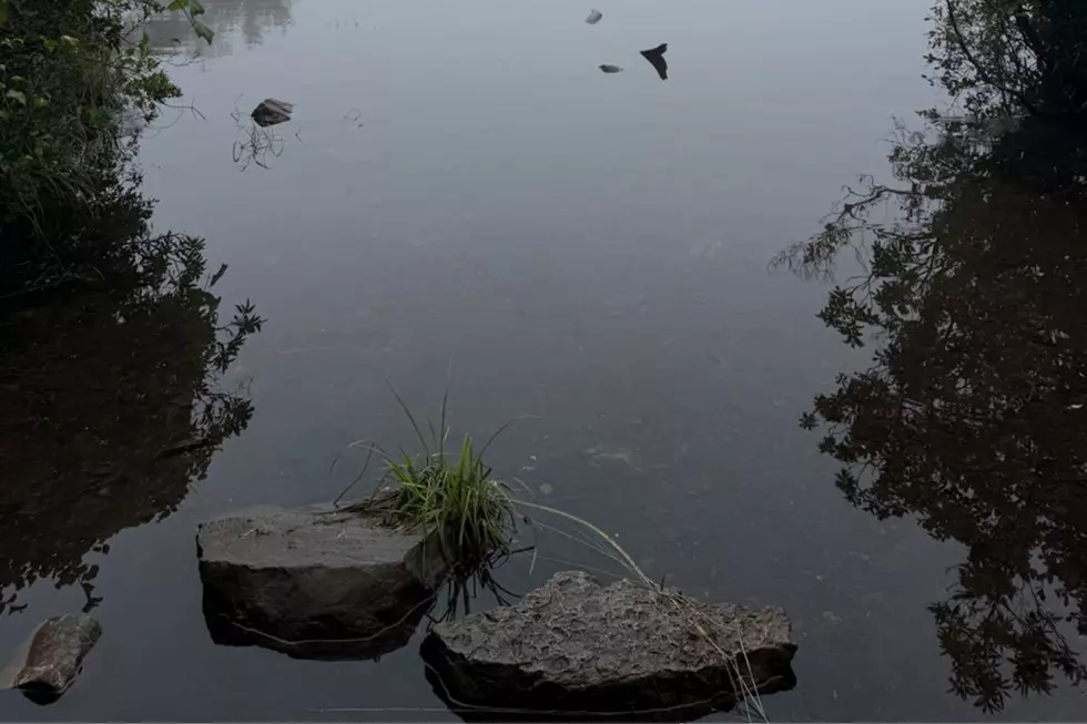 I can’t be the only one who noticed this change with NJ mosquitoes this year
