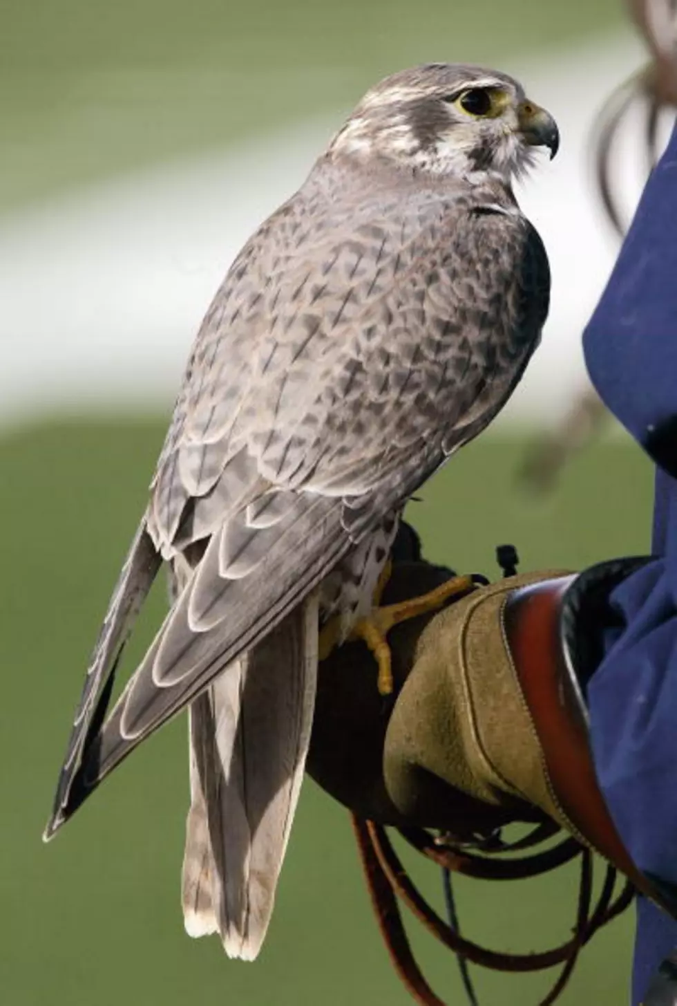 Air Force Falcon Goes Missing