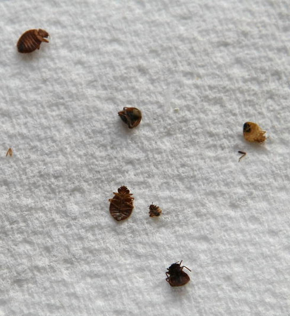 Bedbugs Making Comeback At Local Schools