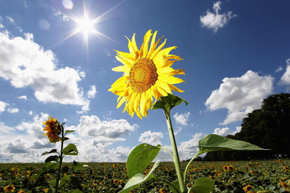 Finally – Sunshine on a Saturday in Central NY