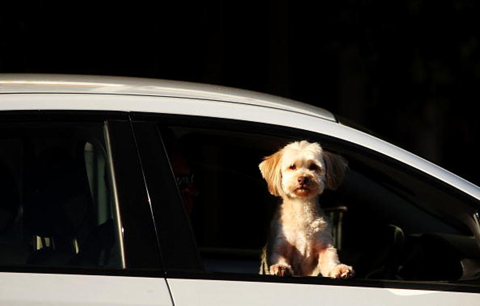 Drive Safely With Your Dog