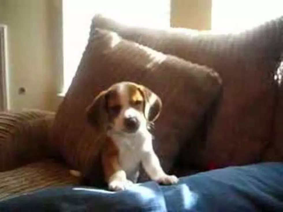 Beagle Puppy Practices Howling [VIDEO]