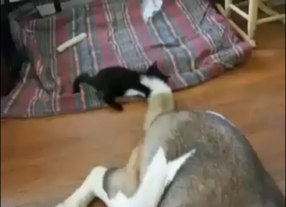 The World’s Calmest Dog? [VIDEO]