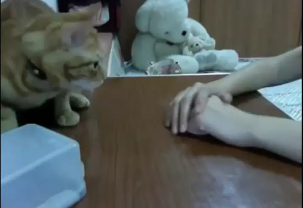 Cat Needs A Hand…Literally [VIDEO]