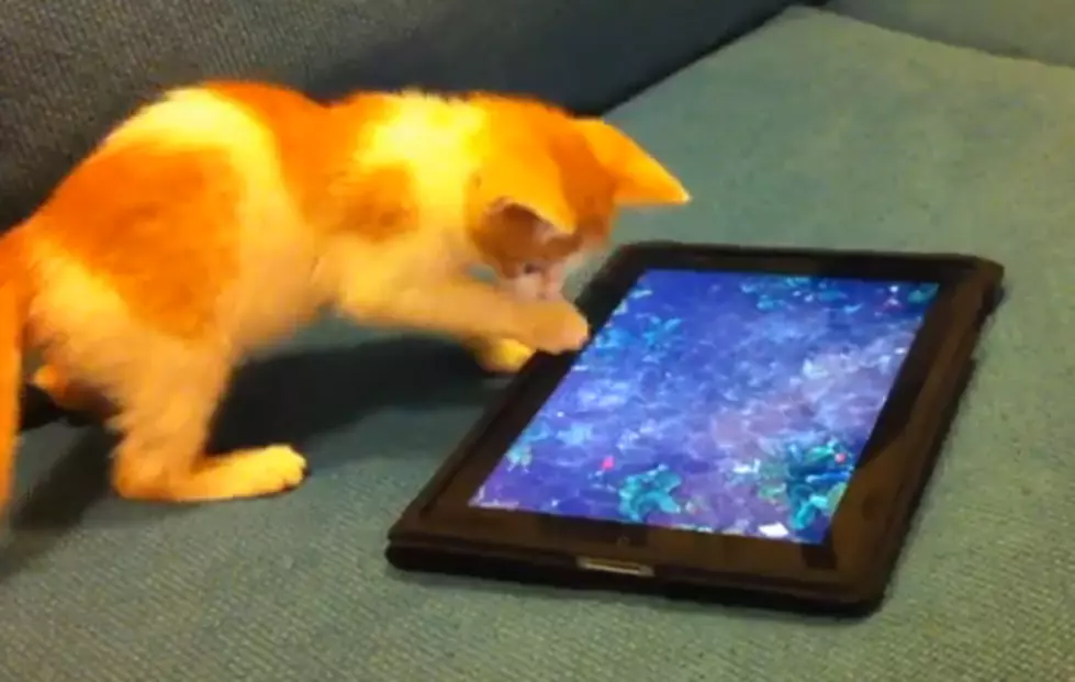 Kitten Enjoying The iPad [VIDEO]