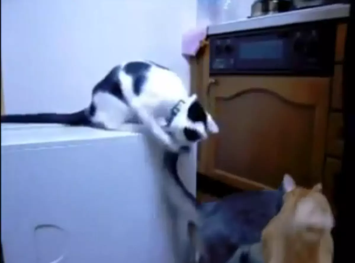 Включи смешное видео 3. Кот подстава. Кот провокатор. Кот подстрекатель. Смешные видео про животных до слёз.
