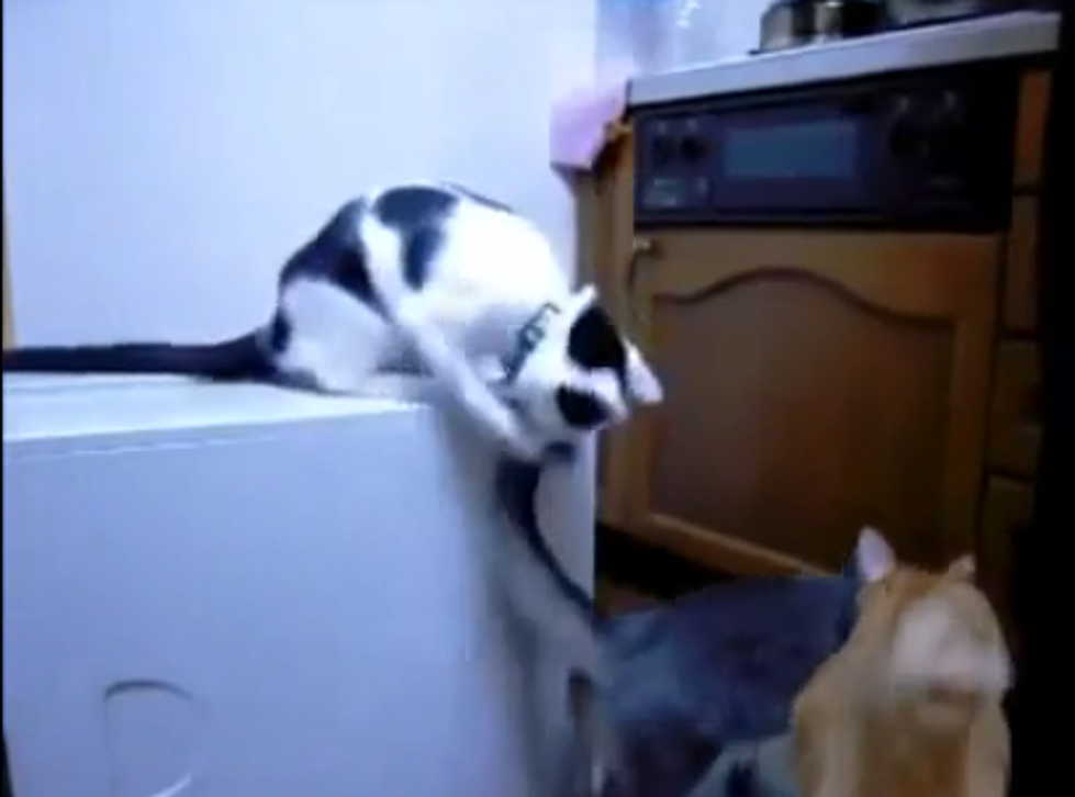 Cat Frames Another Cat [VIDEO]