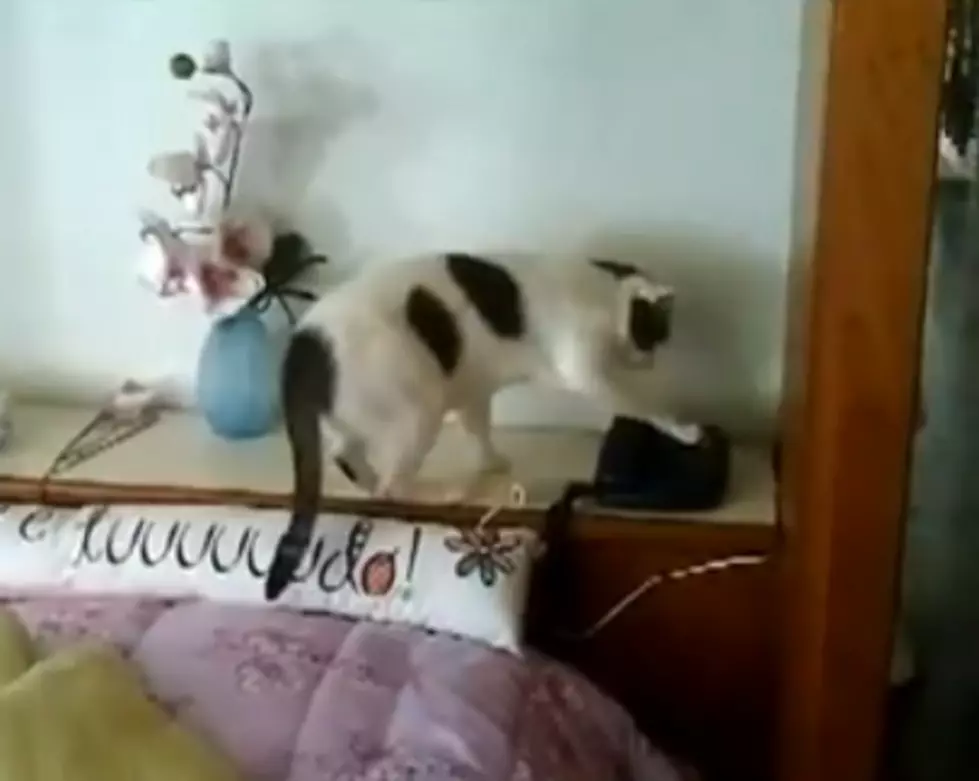 Cat Answers Phone [VIDEO]
