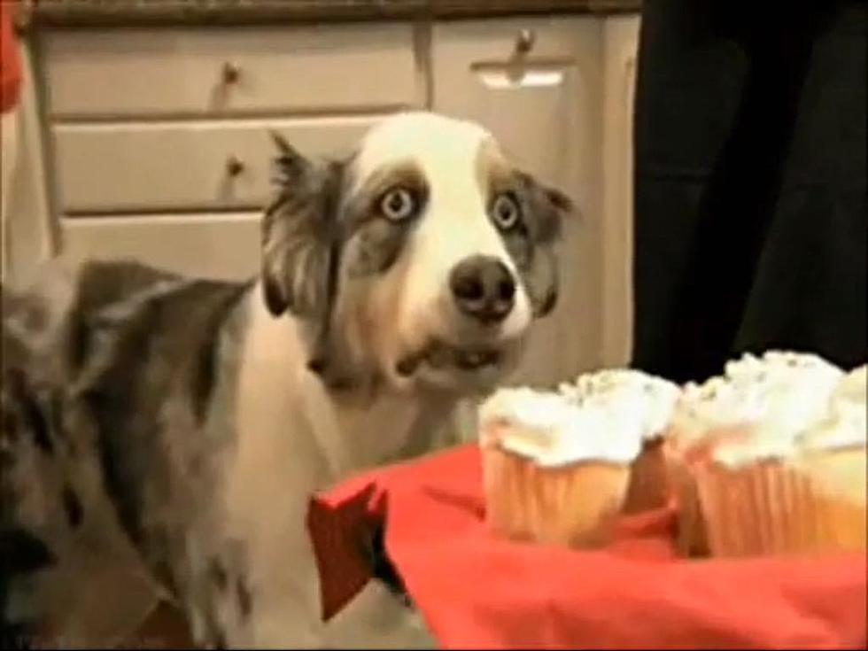 Dog REALLY Wants Cupcakes [VIDEO]