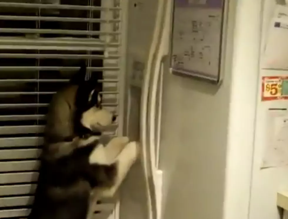 Dog Gets Own Ice Cubes [VIDEO]