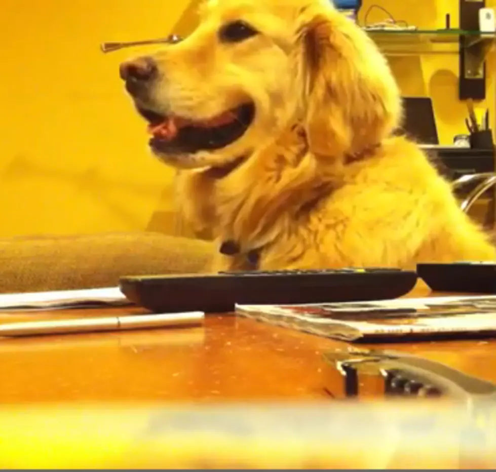 Dog Groovin&#8217; To The Music [VIDEO]