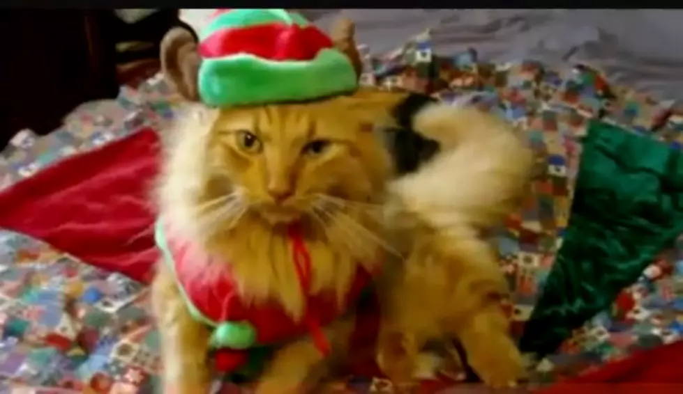 Season’s Greetings From The Animals Of YouTube And Zach Effrog [VIDEO]