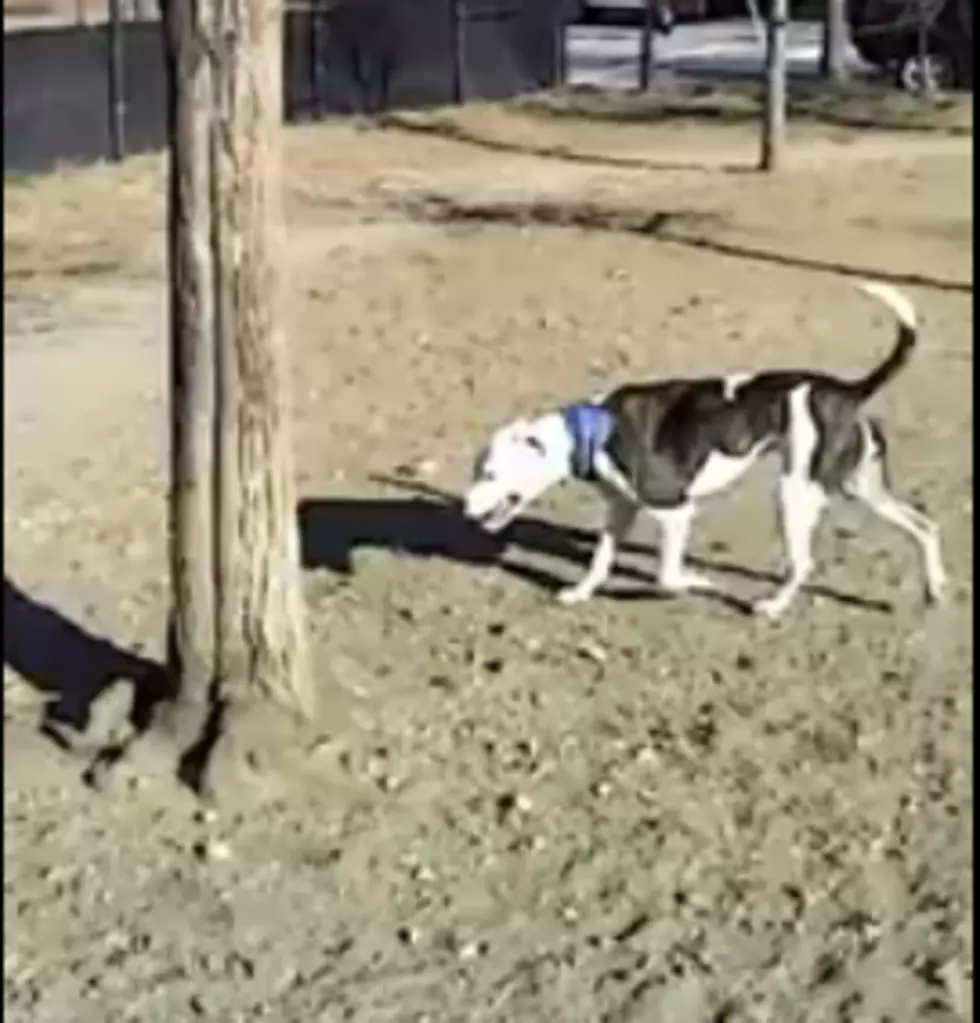 Acrobatic Dog Gets Toy Out of Tree [VIDEO]