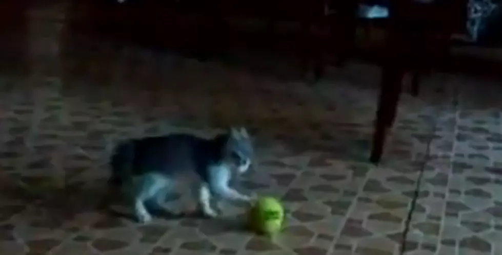 Kitten Scared of Tennis Ball [VIDEO]