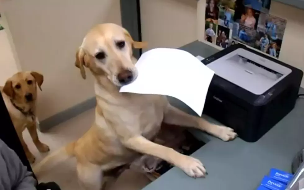 Dog Gives Receipt at Veterinarian Office [VIDEO]