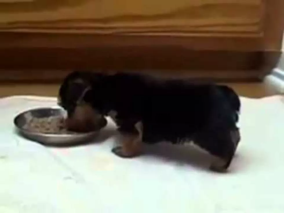 Puppy So Excited To Eat He Can’t Stay on His Own Feet [VIDEO]