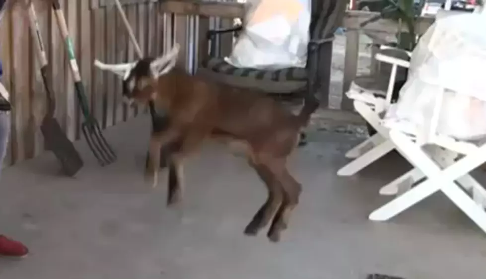Goat Learns to Jump [VIDEO]