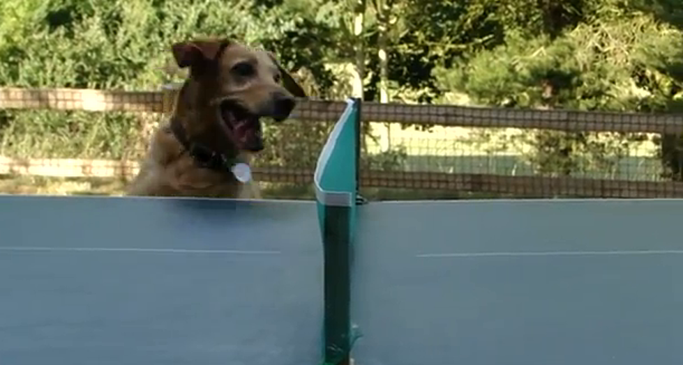 Dog Watching a Ping Pong Game [VIDEO]