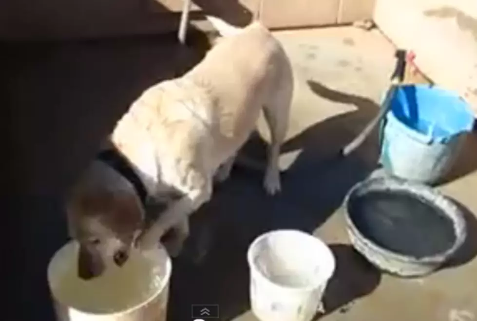 Dog Cleans Toy After Using It [VIDEO]