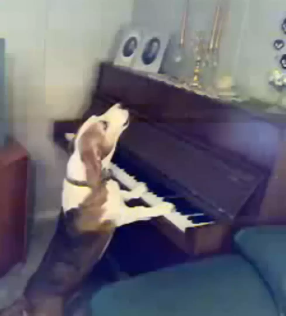 Dog Plays the Piano and Sings a Song [VIDEO]