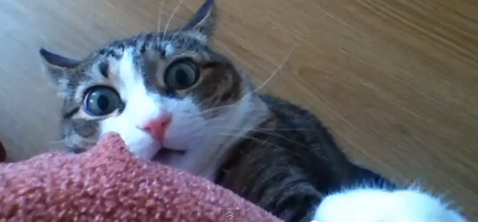 Suspenseful Music + Cat = Funny (Or Creepy) [VIDEO]