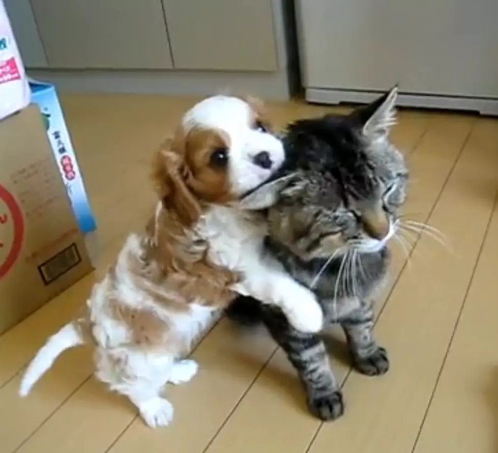 Easygoing Cat and Energetic Puppy [VIDEO]