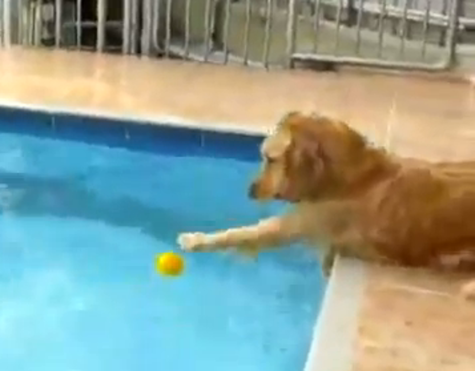 Dog Getting Ball Out of the Pool [VIDEO]