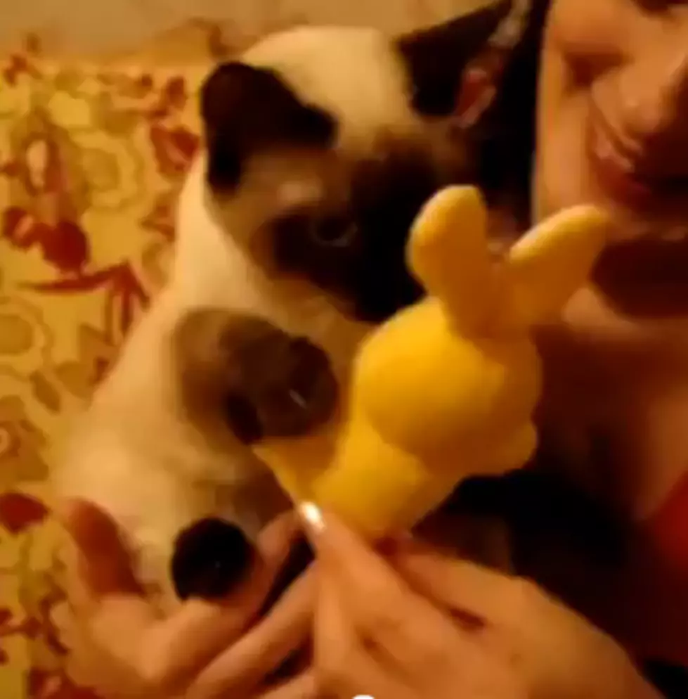 Cat Hugs Stuffed Bunny [VIDEO]