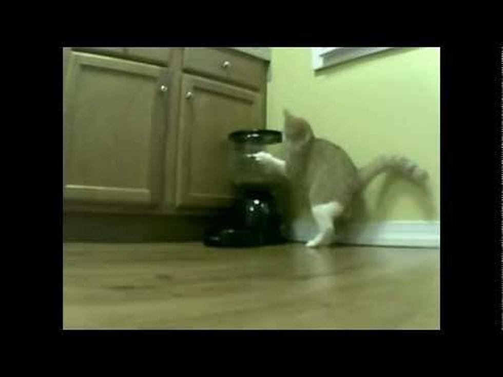 Cat Outsmarts Automatic Feeding Machine [VIDEO]