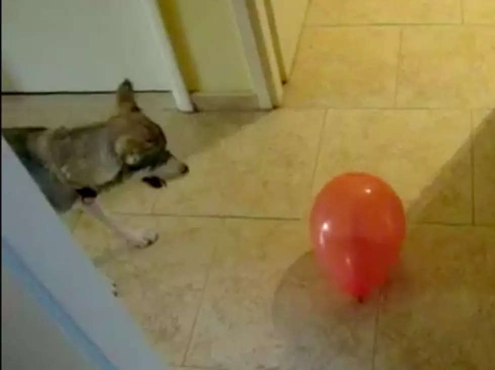 Dog Seeing a Balloon for the First Time [VIDEO]