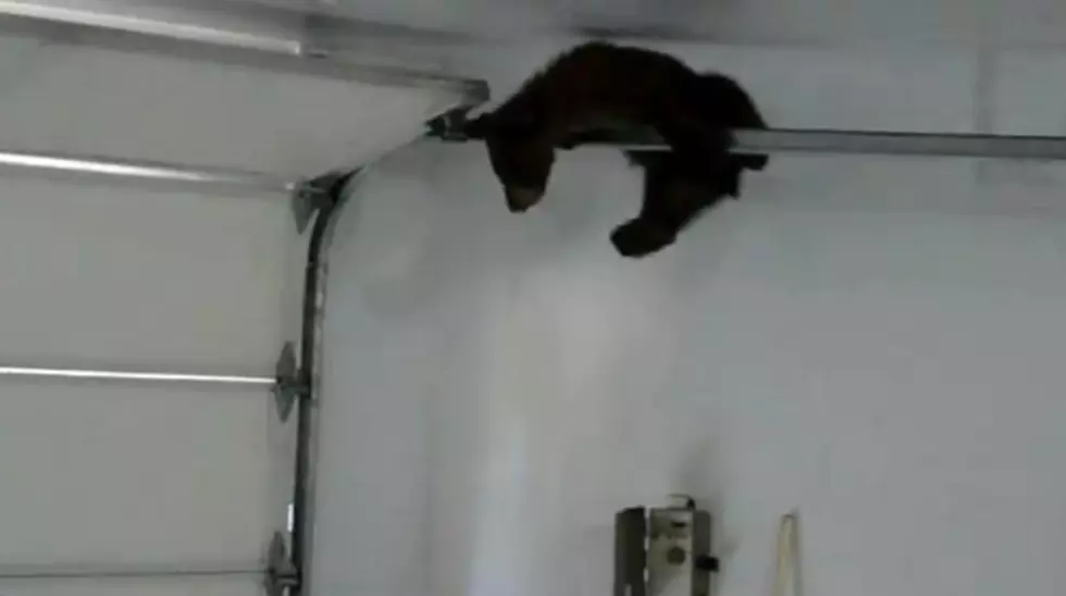 Bear Cub Gets Stuck in Garage, Gets Out Safely [VIDEO]