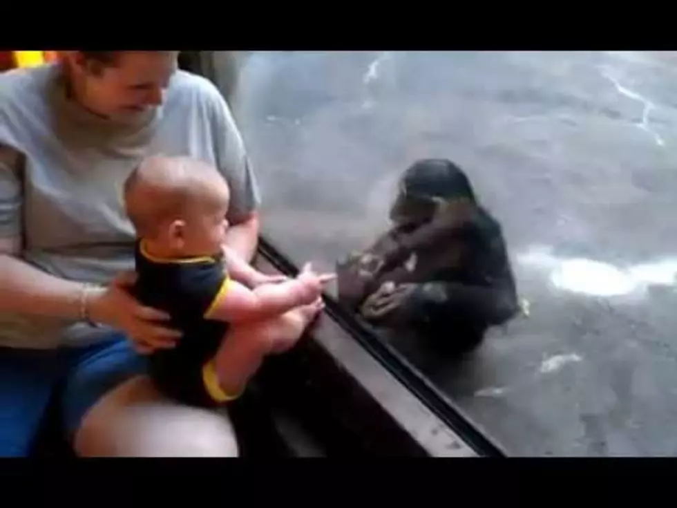 &#8216;Cute Kid&#8217; of the Day Finds Friend at the Zoo