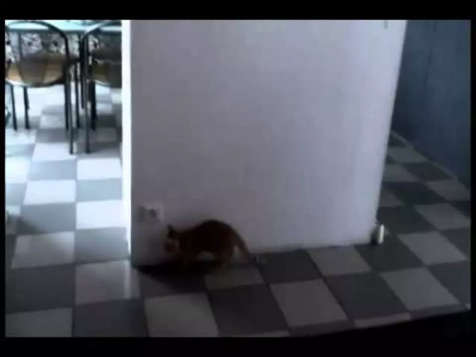 Kitten’s Surprise ‘Attack’ Doesn’t Go as Planned [VIDEO]
