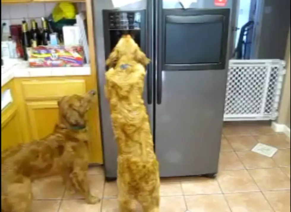 Dogs Hit Jackpot with Ice Machine [VIDEO]