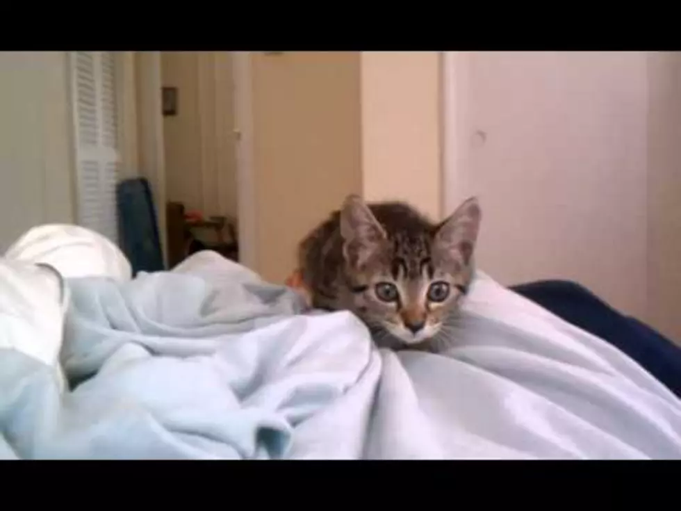 Cute Kitten ‘Attacks’ Camera [VIDEO]