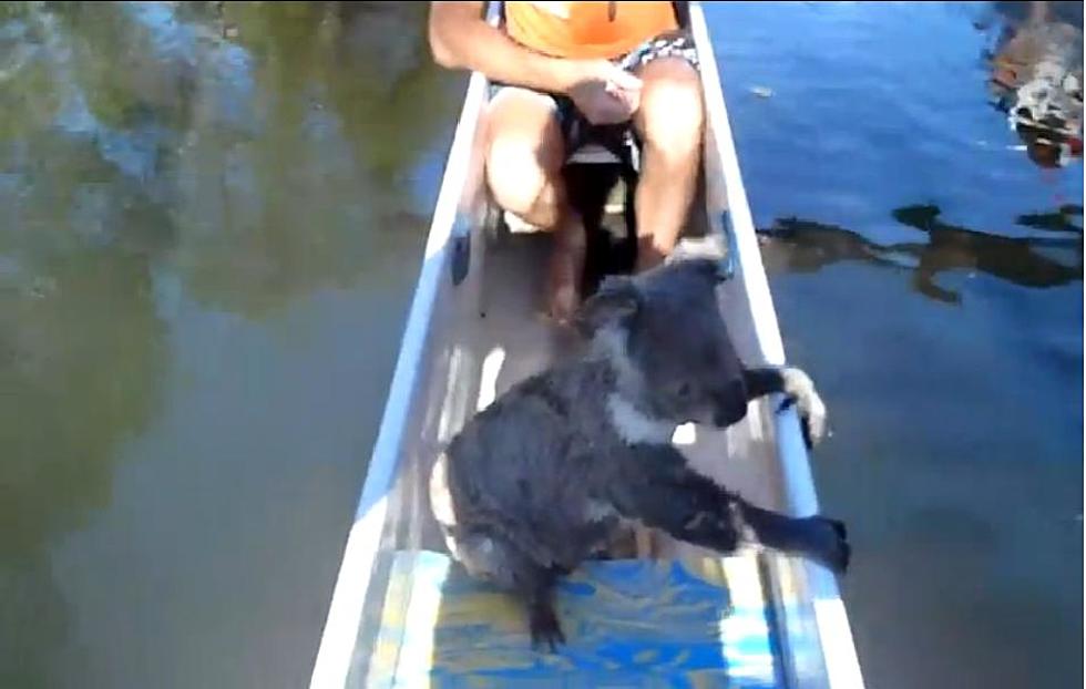 Koala Joins Canoeist’s On Vacation [VIDEO]