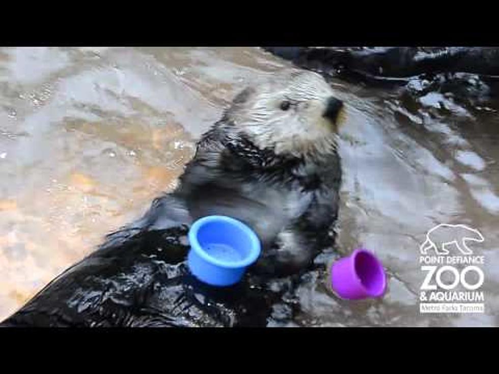 An Otter Stacking Cups [VIDEO]