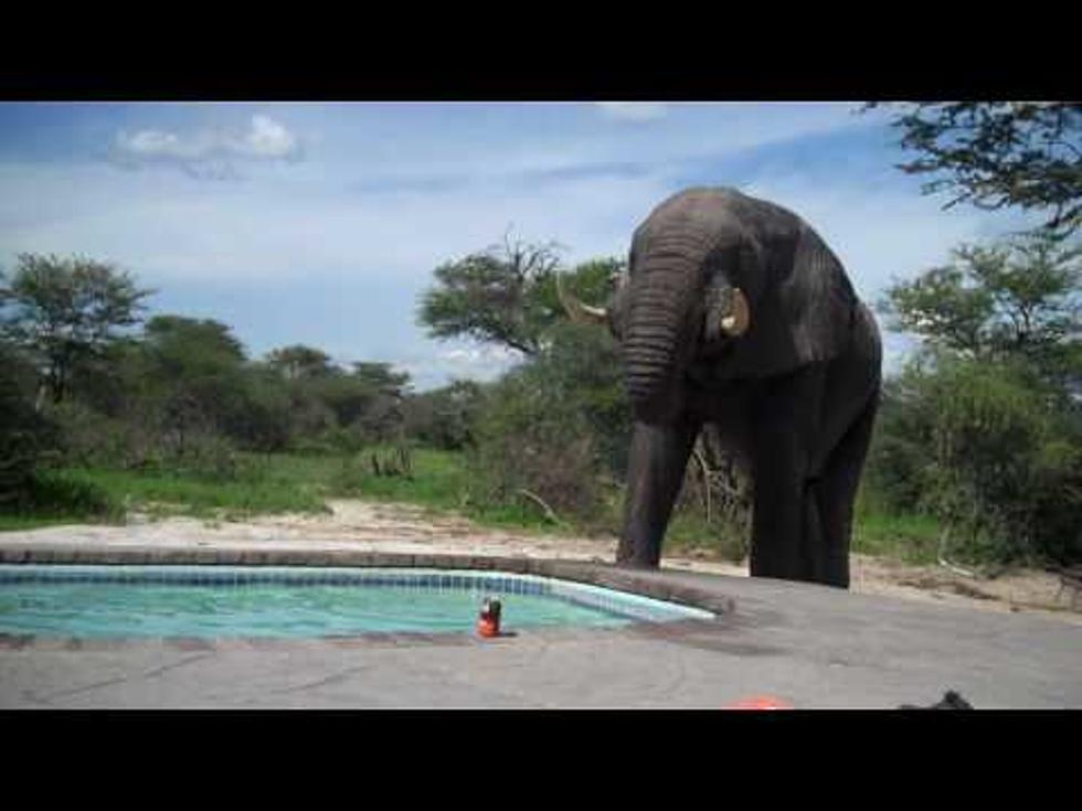 Pool Party Crasher&#8211;Elephant Edition [VIDEO]