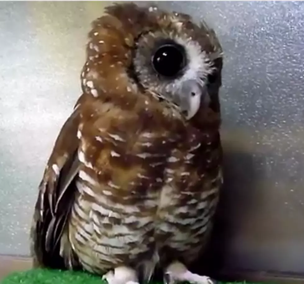 The Cutest Owl You&#8217;ll See Today [VIDEO]
