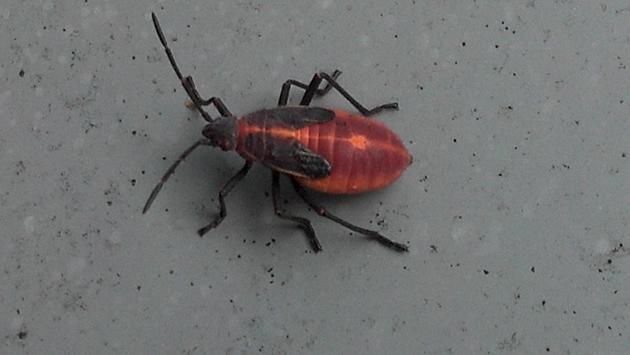 Don&#8217;t Freak Out, They&#8217;re Box Elder Bugs   &#8211; Ag Matters