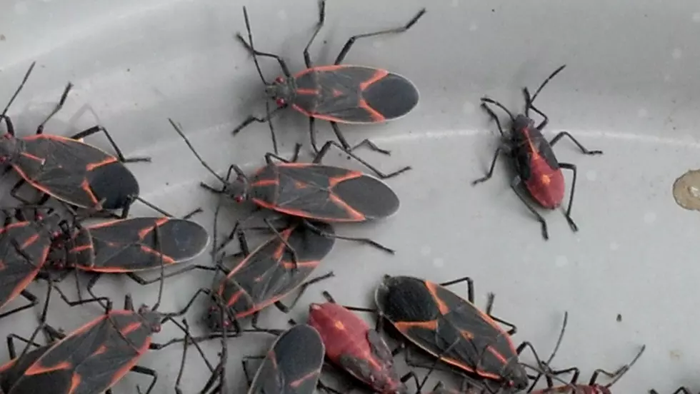Don’t Freak Out, They’re Box Elder Bugs   – Ag Matters