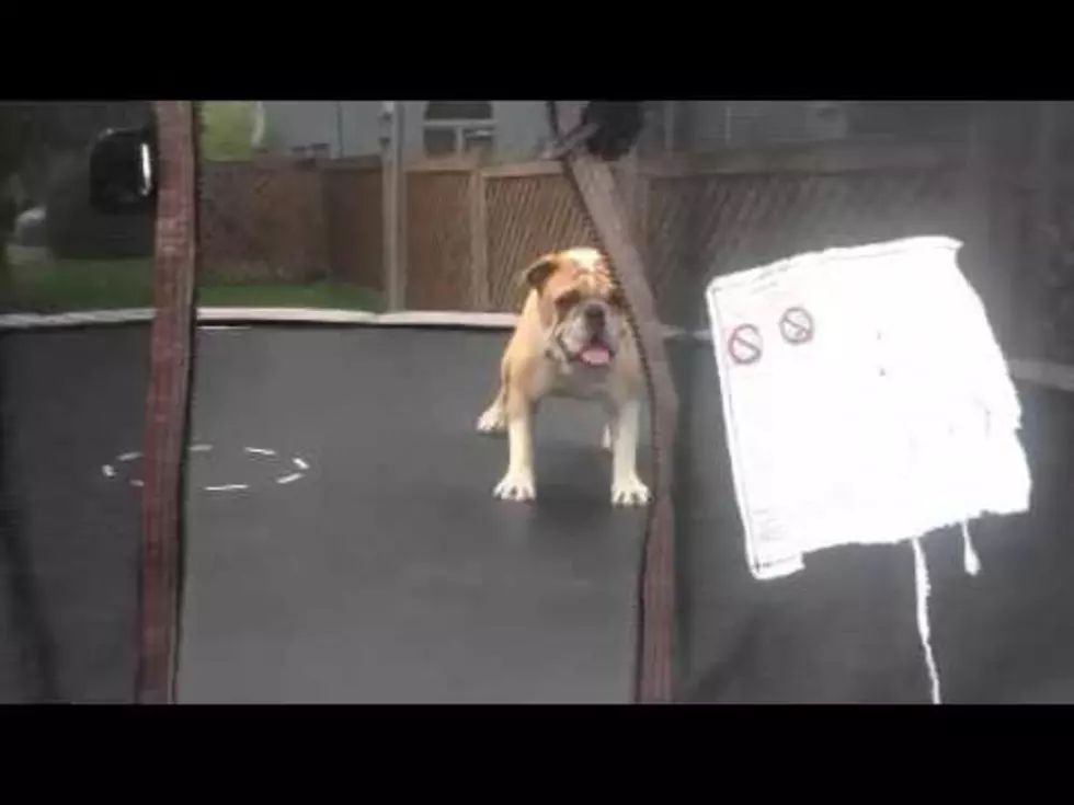Dog Enjoys Trampoline [VIDEO]